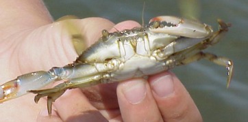 baby blue crab