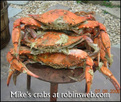 Maryland Blue Crabs